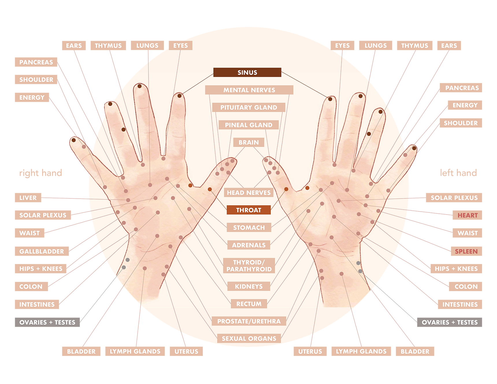 hands_palms_web_1-1.png